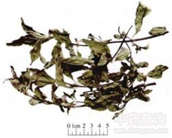 薄荷