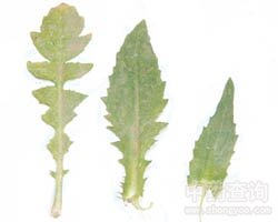 荠菜