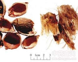 大腹皮