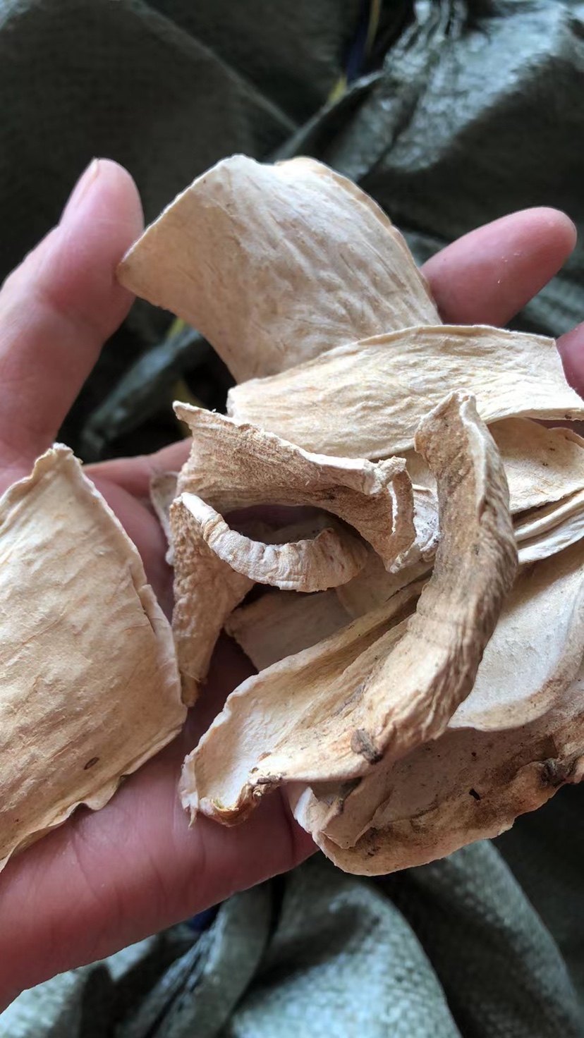 广东狼毒