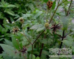 鬼针草