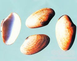 海蛤壳