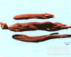 红参