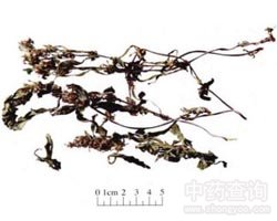 筋骨草