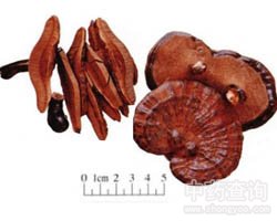灵芝
