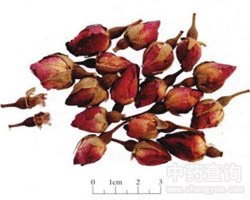 玫瑰花