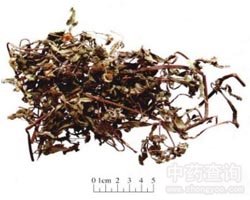 墨旱莲
