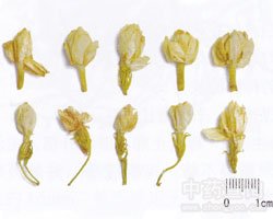 茉莉花