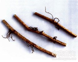 爬山虎