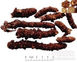 羌活