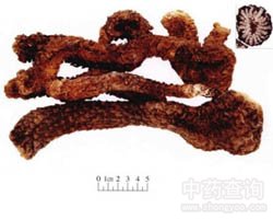 肉苁蓉