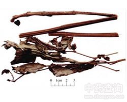三白草