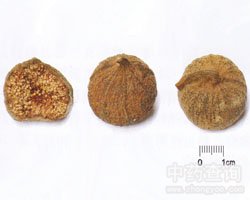 无花果