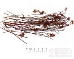 香薷