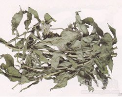 野马追