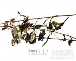 一枝黄花