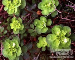 泽漆