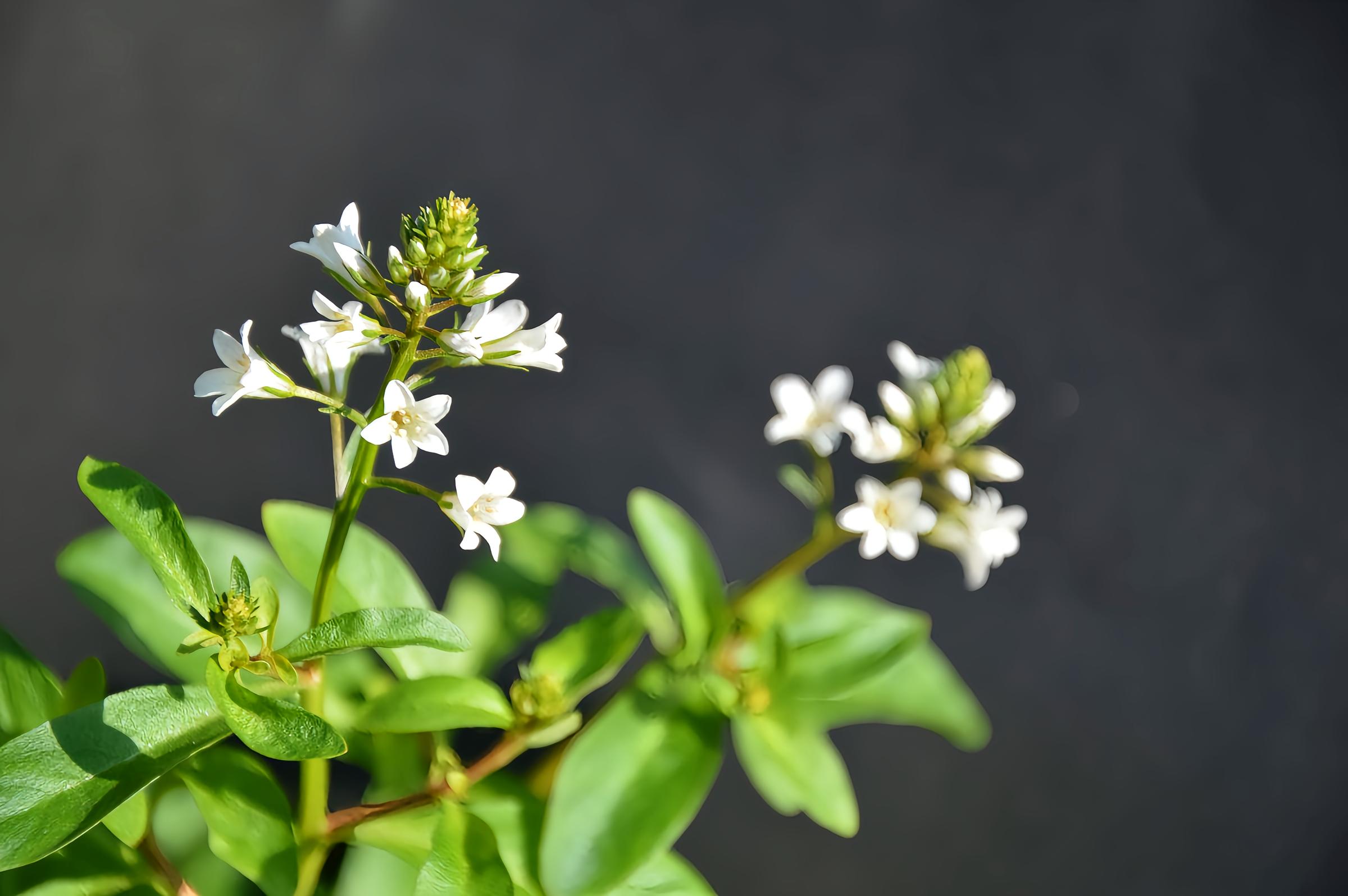 珍珠菜