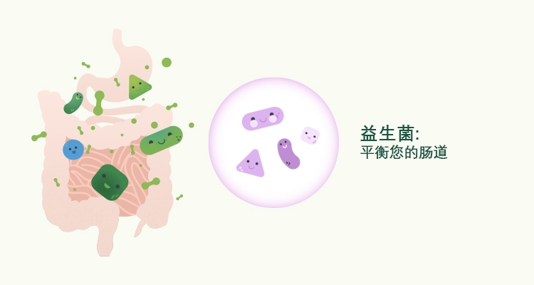 장내 미생물 집단과 노화: 메커니즘, 나이