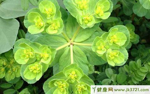 泻利药之大戟