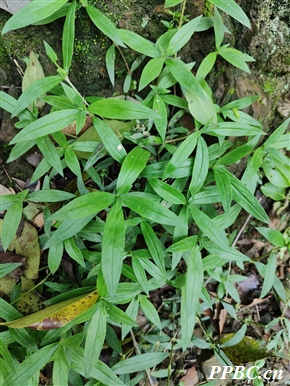 粗叶耳草的功效与作用