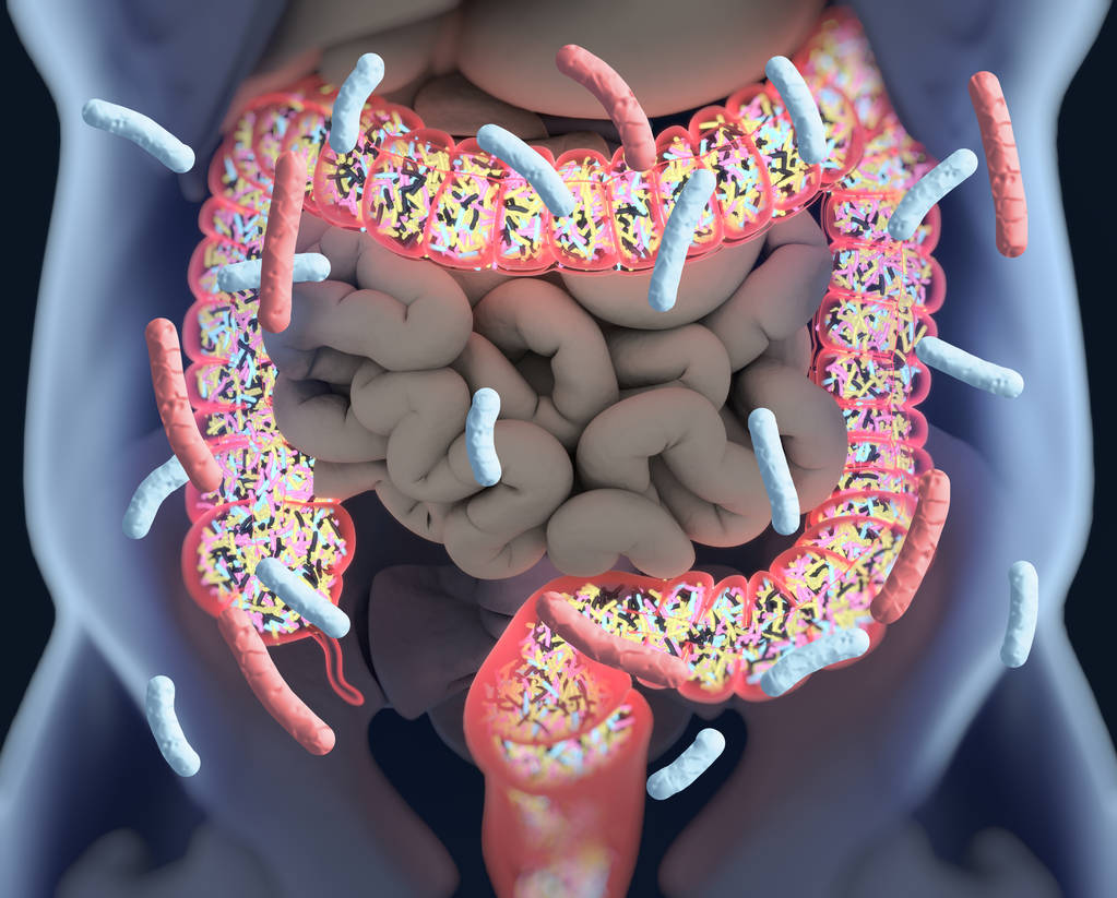 Scientists have discovered how gut bacte